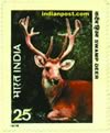 SWAMP DEER 0825 Indian Post