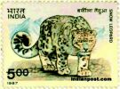 SNOW LEOPARD 1277 Indian Post