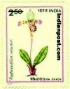 PAPHIOPEDILIUM VENUSLUM 1471 Indian Post