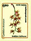 CYMBIDIUM DOVANIASM 1475 Indian Post