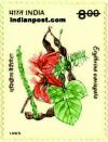 THE INDIAN CORAL TREE 1550 Indian Post