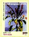 INDIAN MEDICINAL PLANTS - TULSI 1747 Indian Post