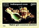 SEA SHELL OF INDIA (CHICOREUS BRUNNEUS) 1832 Indian Post
